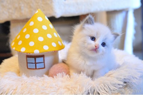 成約済の埼玉県のラグドール-109308の3枚目
